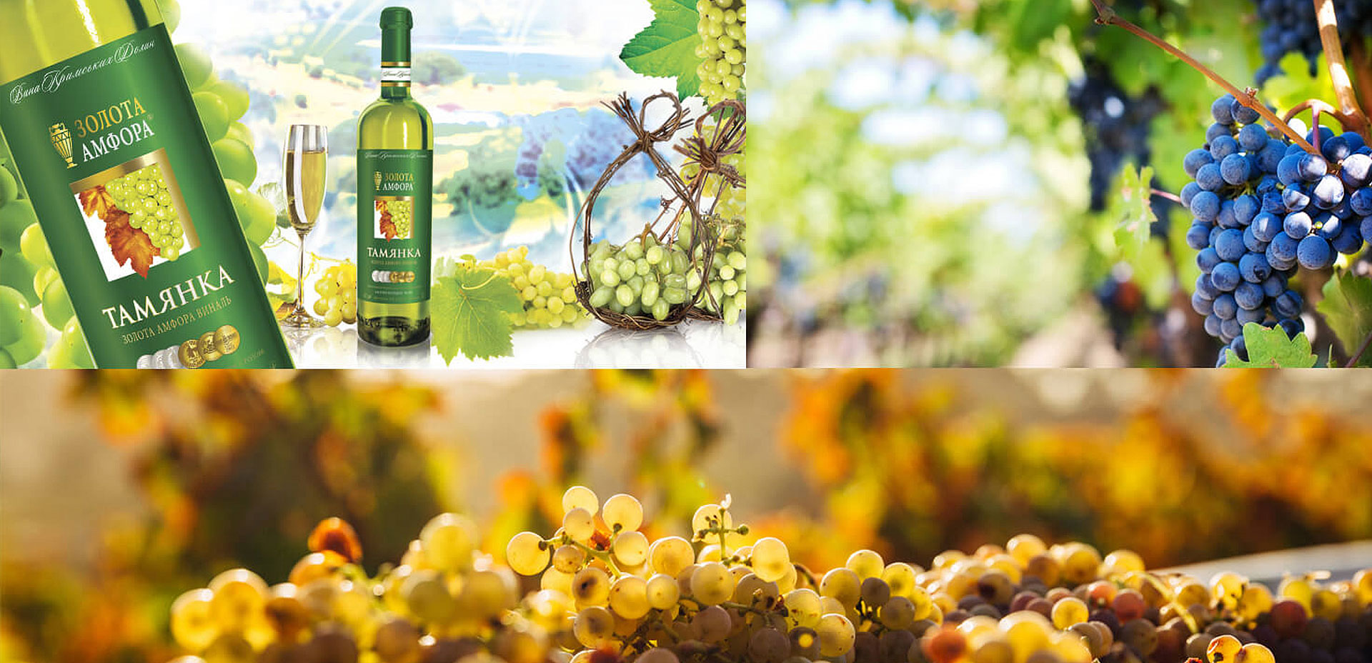 розробка бренду вино золота амфора GBS Рішення для Брендів