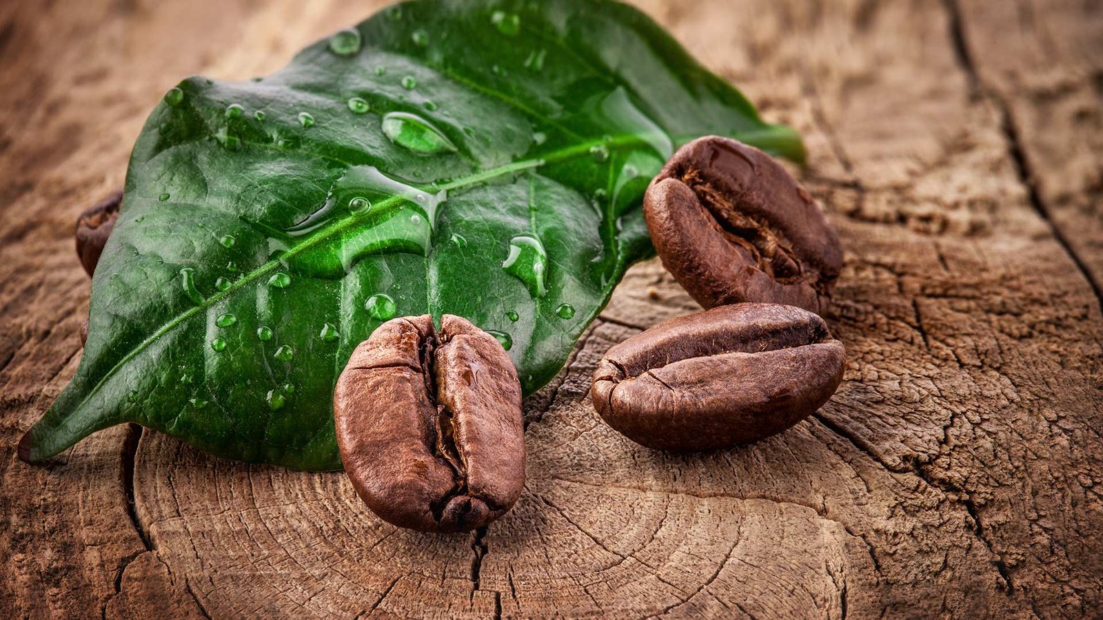 створення дизайну продуктової лінійки кави