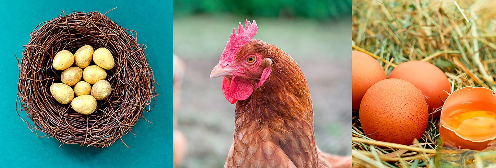 разработка логотипа Zlata Kladka, GBS Решения для брендов