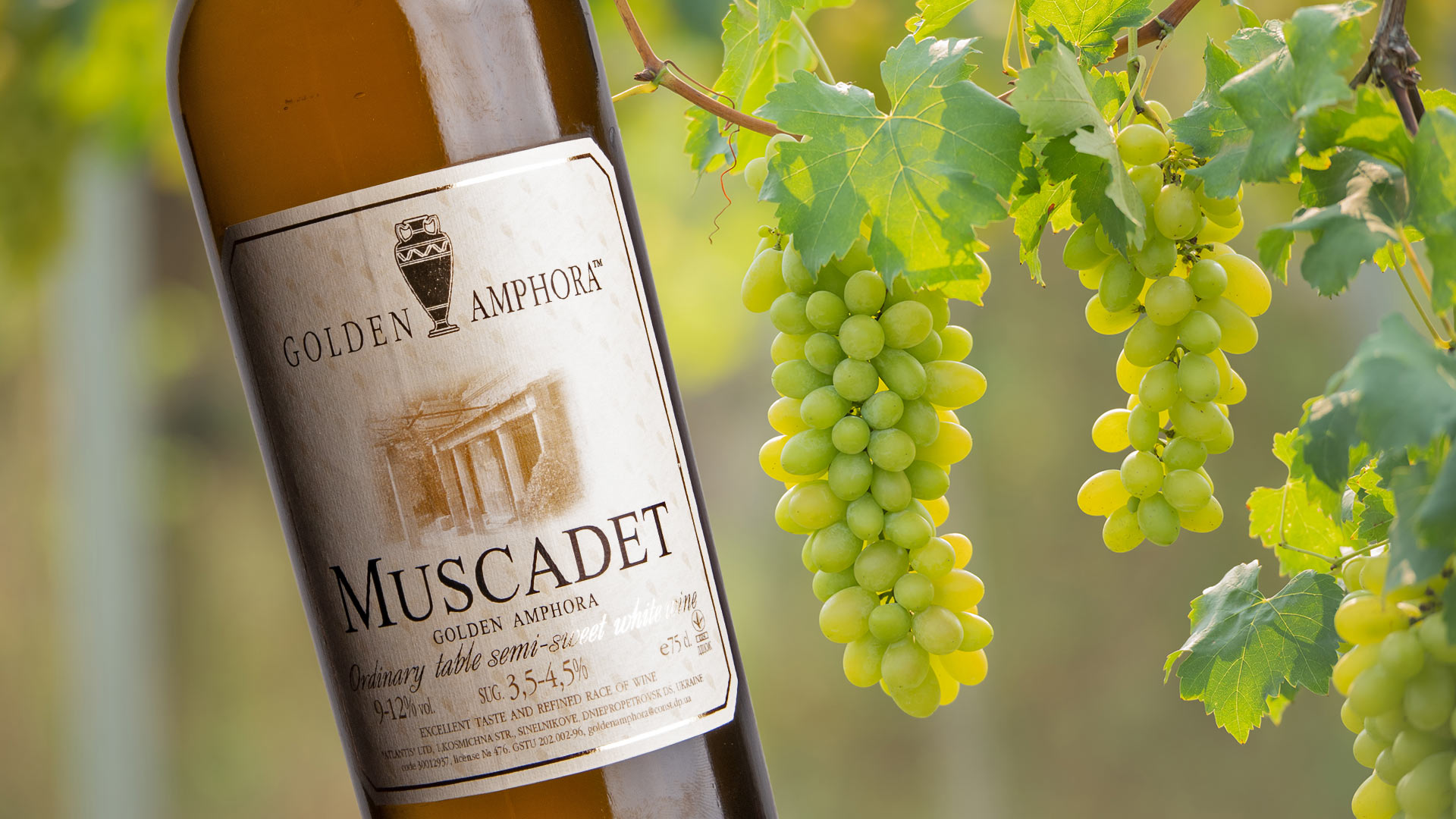 розробка бренду вино золота амфора GBS Рішення для Брендів